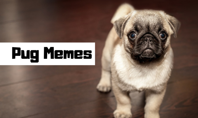 Pug Memes – Top Memes For Pug – Funny Pug Memes