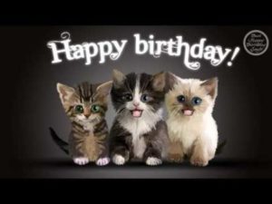 Cat Memes - Happy Birthday Cat Memes - Funny Cat Memes & Pictures