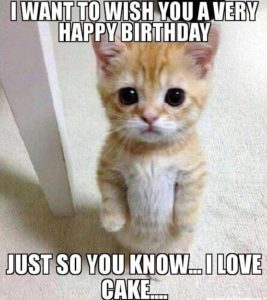 Cat Memes – Happy Birthday Cat Memes – Funny Cat Memes & Pictures – EveryWishes: Free Wishes, Greeting cards, Holiday, Birthday Wishes