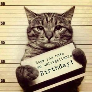 Cat Memes Happy Birthday Cat Memes Funny Cat Memes Pictures