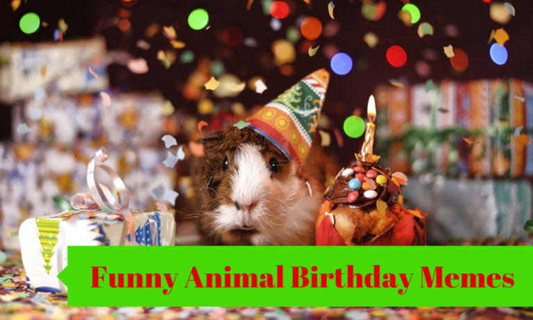 Funny Animal Birthday Memes –  Animal Happy Birthday Memes Jokes